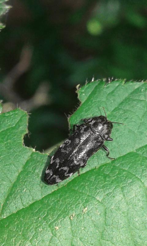 Coraebus rubi (Buprestidae)? S
